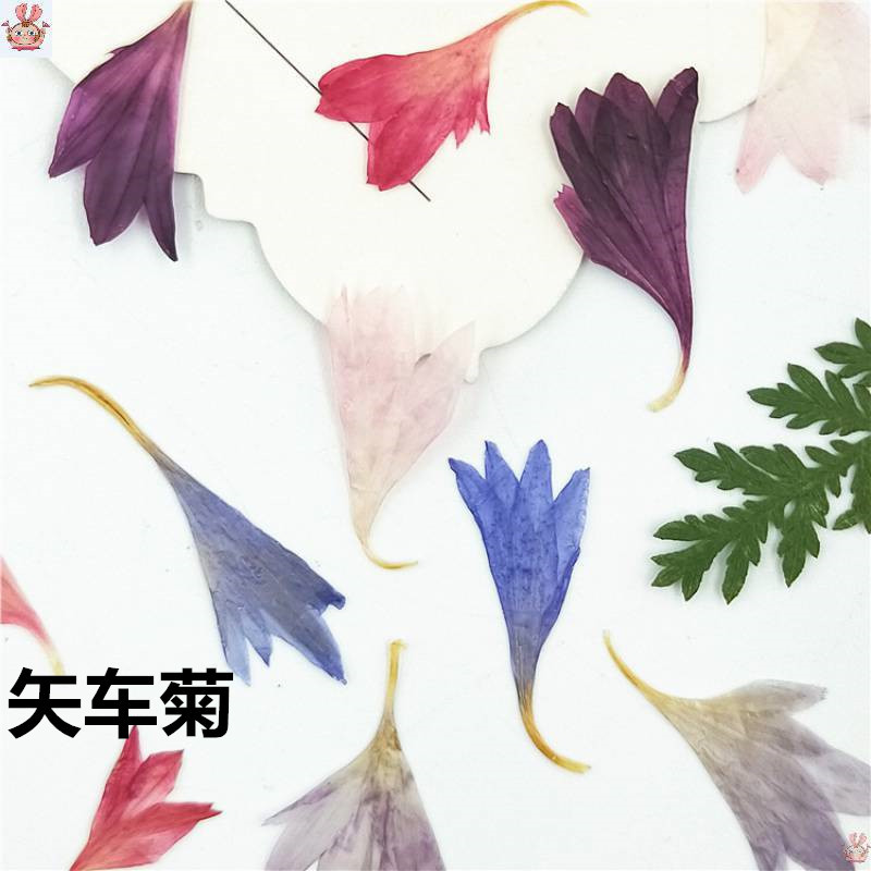 Resin Art Baby - 20 Pflanzenspezimen aus Kornblumenblättern, natürliche getrocknete