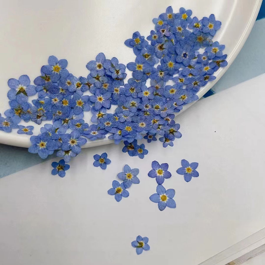 60 Stück Mini-Getrocknete Blum – Resin Art Baby Bewertung und Preis